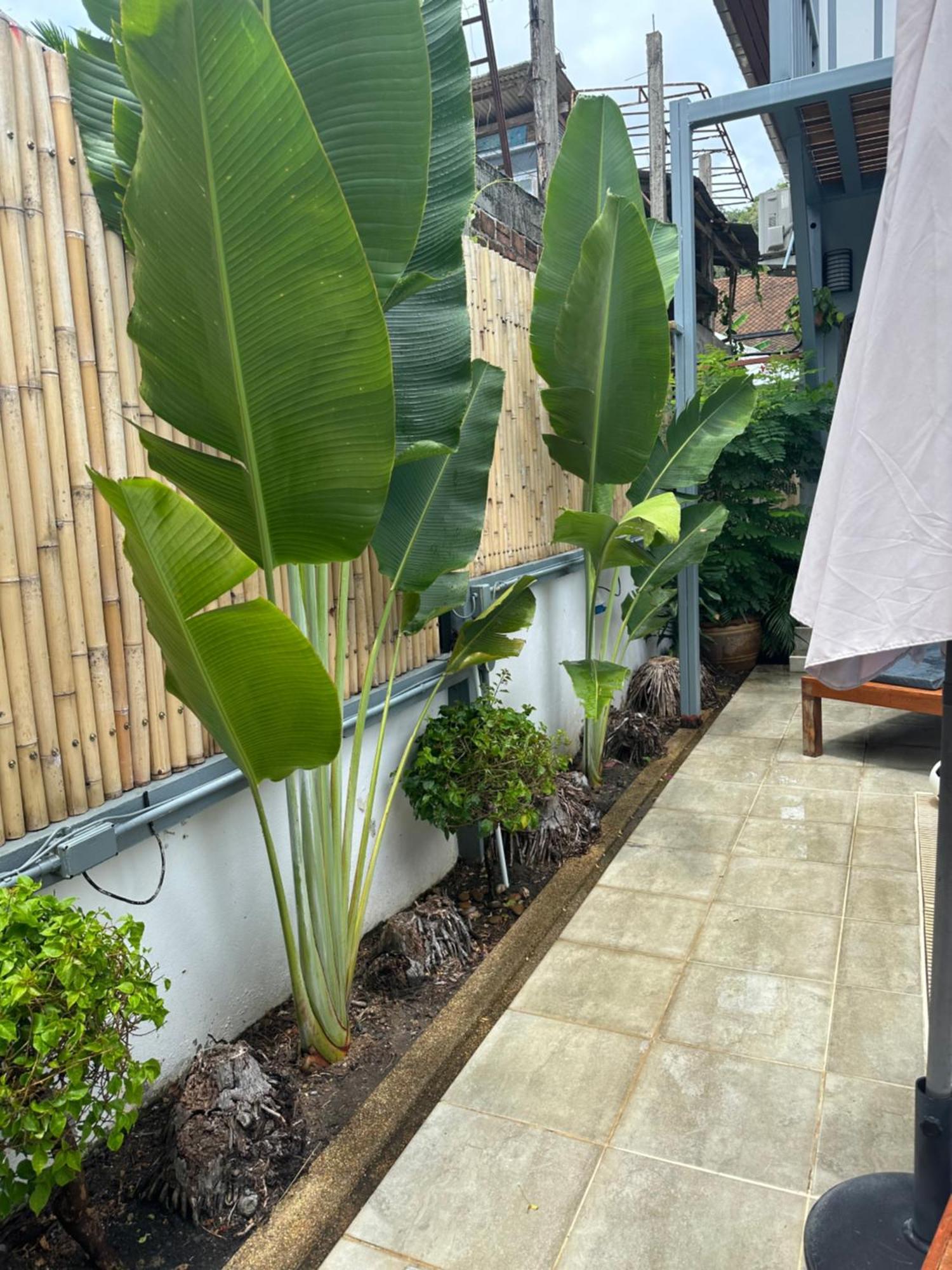 Bed and Breakfast Friends Of Koh Samui 1 Ban Lamai Exterior foto